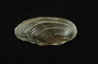 藏品(石蚌)的圖片